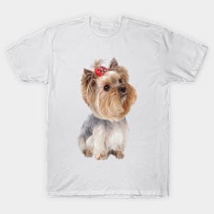 Yorkie Sweetness T-Shirt